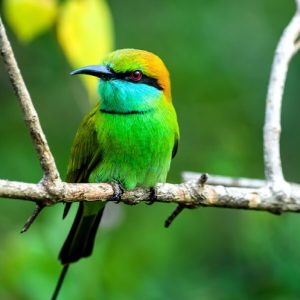 Wild Wings And Trails