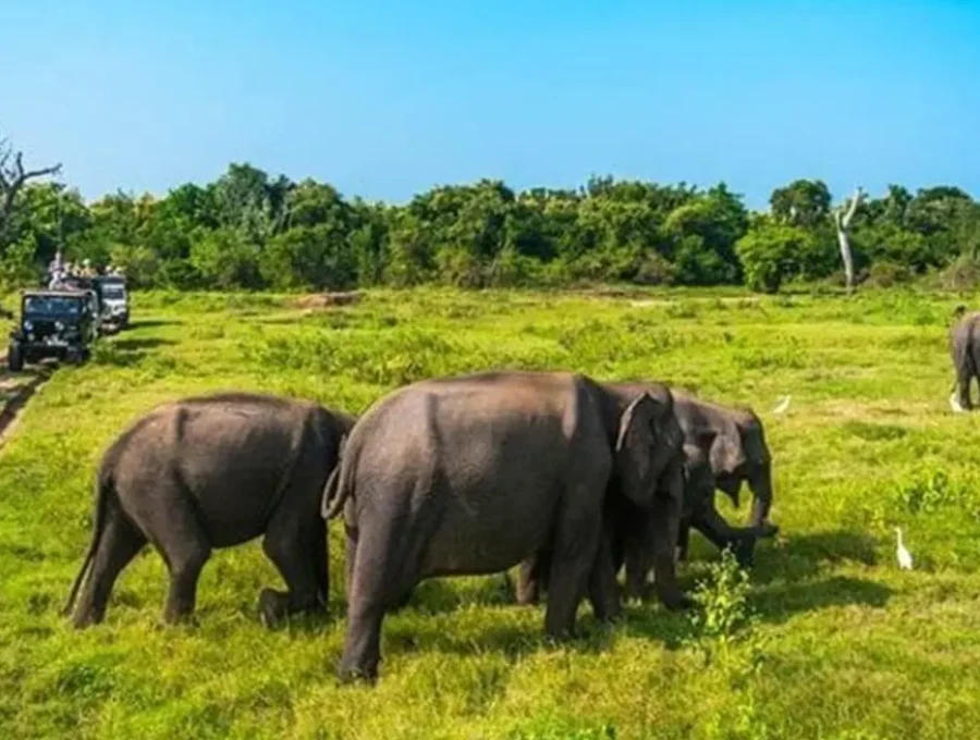 Minneriya-National-Park Minneriya-National-Park
