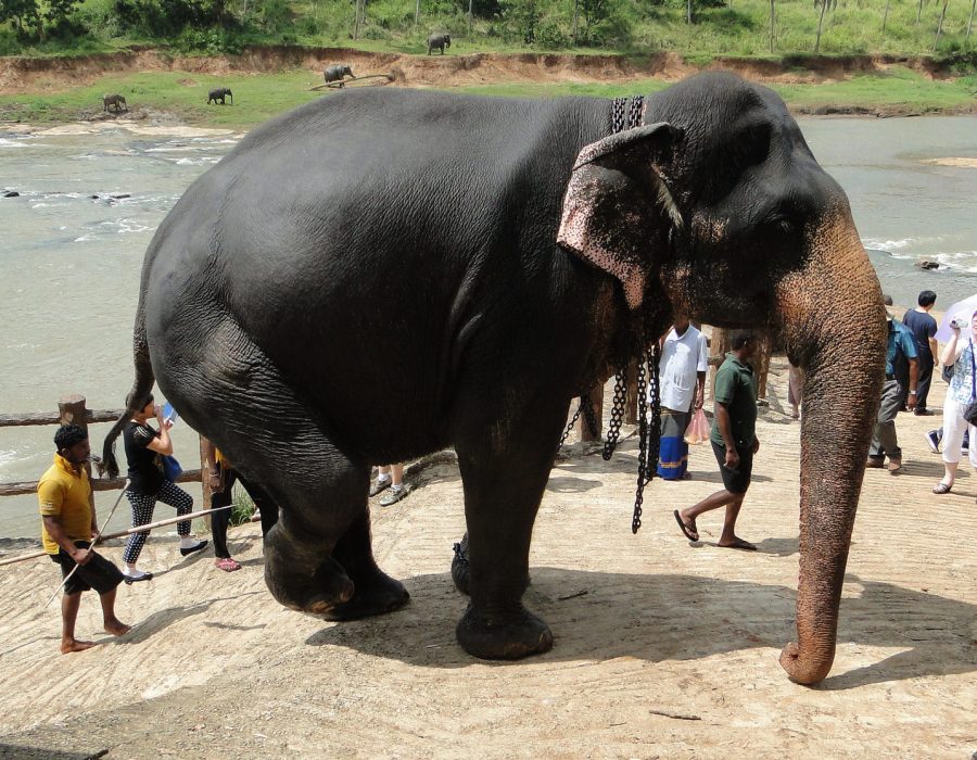 pinnawala sri lanka pinnawala sri lanka